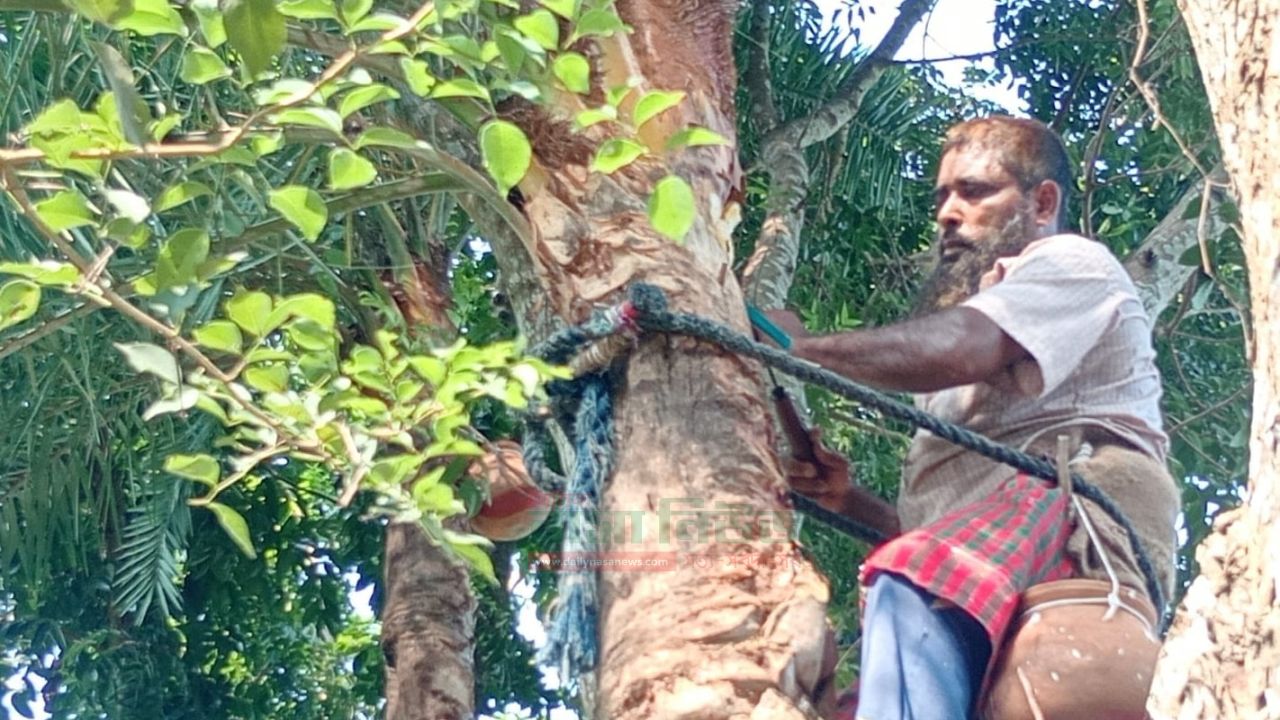 নলডাঙ্গায় খেজুরের রস সংগ্রহে গাছ পরিচর্যায় ব্যস্ত গাছিরা