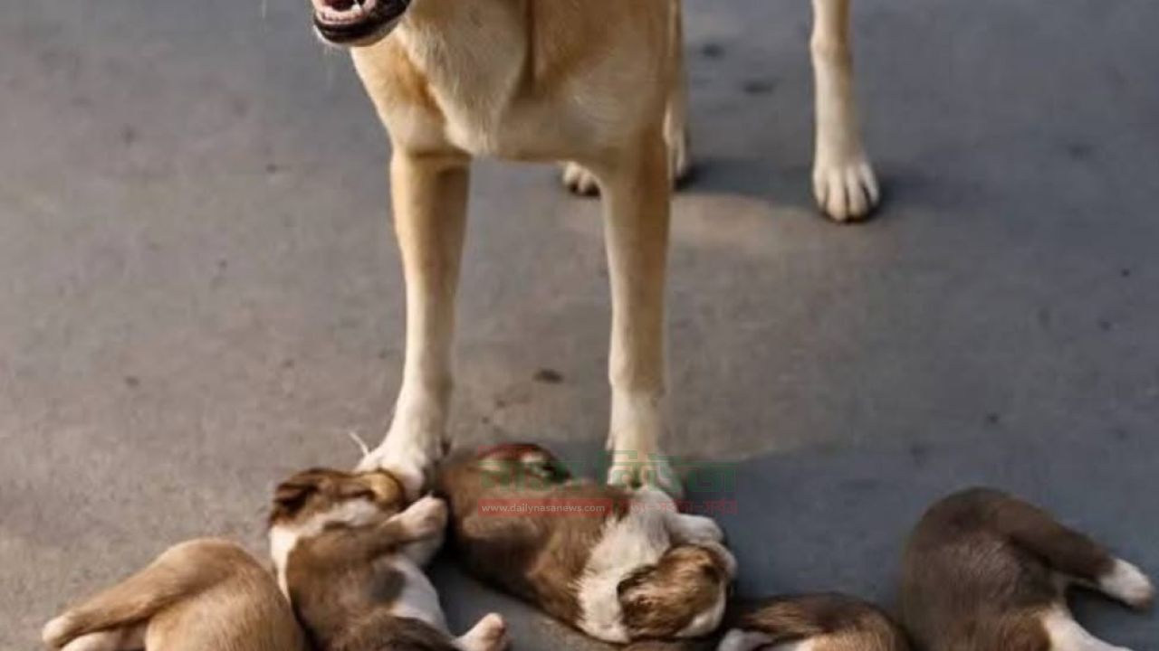 আট ছানার মৃত্যু ও আমাদের বিবেক