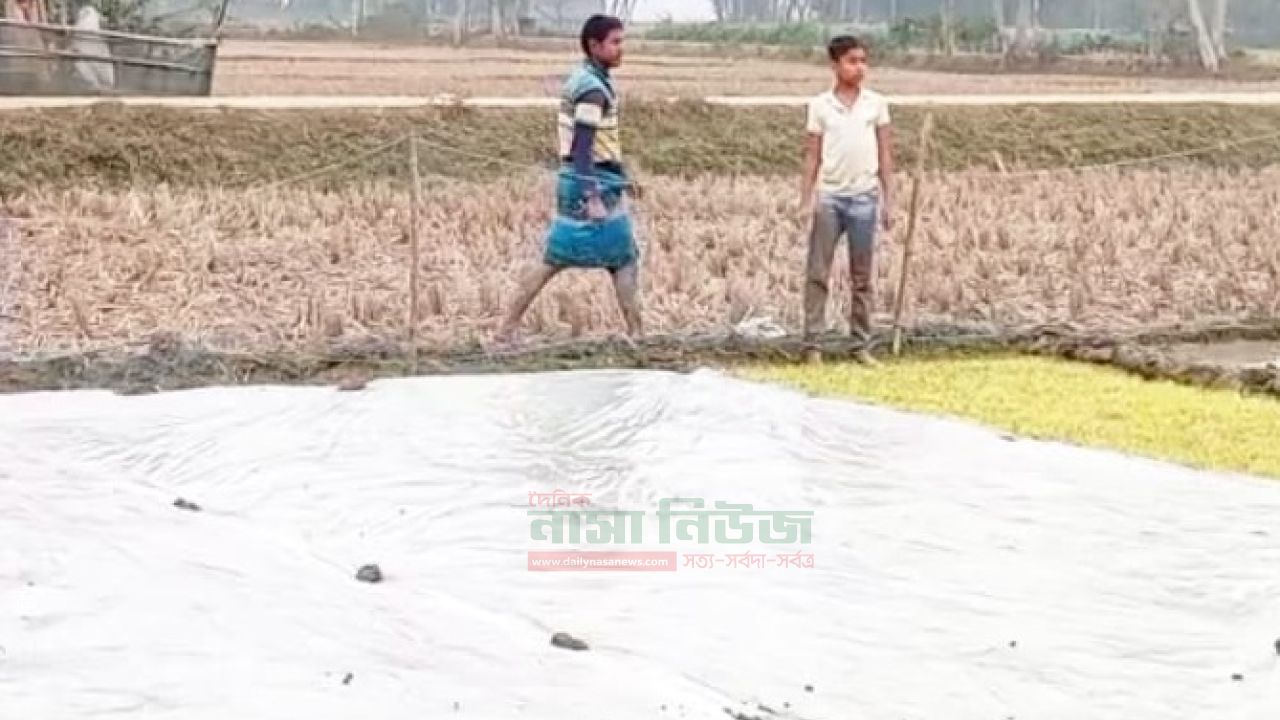 পাঁচবিবিতে শৈত্য প্রবাহ আর  কুয়াশায় বিবর্ণ বোরো বীজতলা