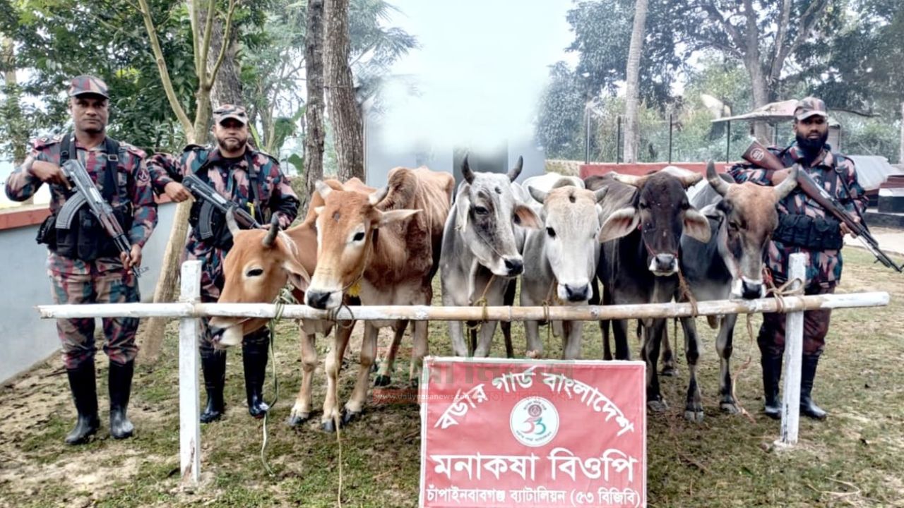 চাঁপাইনবাবগঞ্জ সীমান্তে ভারতীয় ১৬টি গরু জব্দ