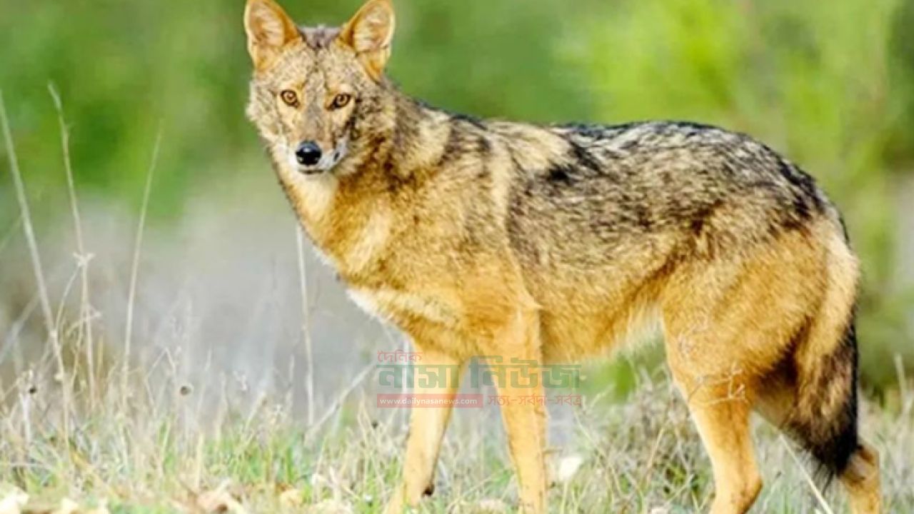 চাটমোহরে খাসির মাংসের নাম শিয়ালের মাংস বিক্রি 