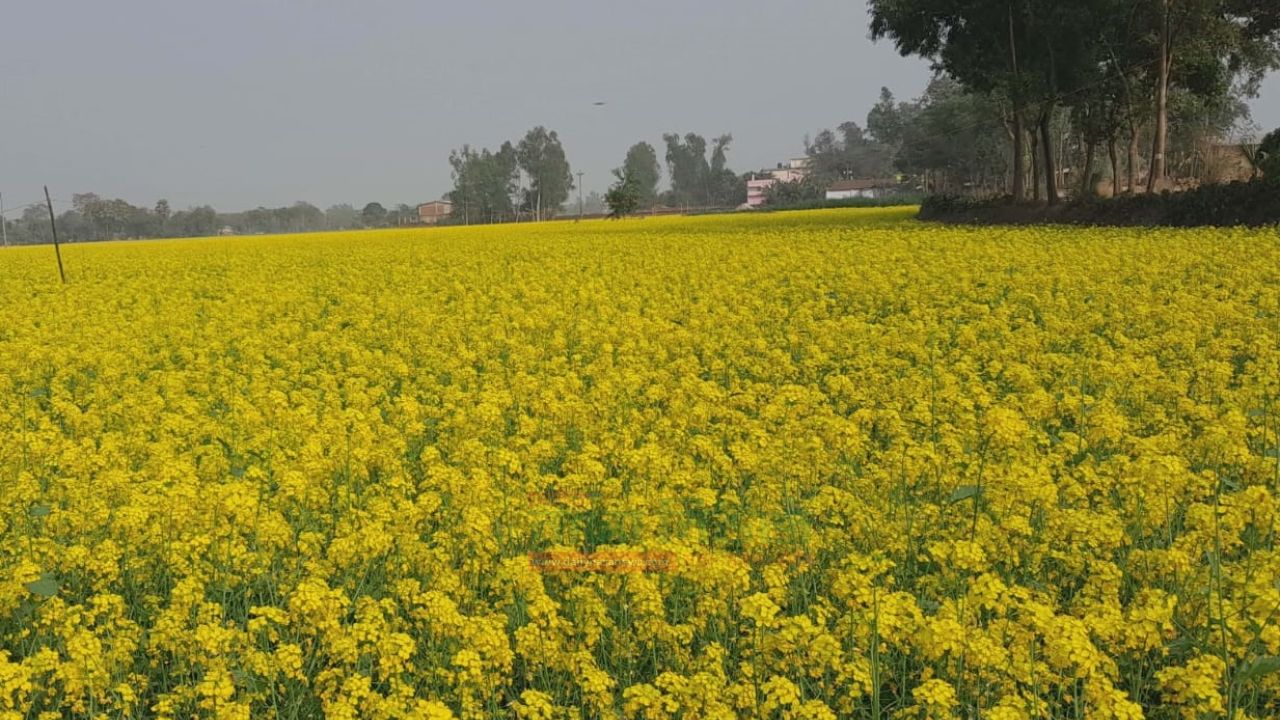 জয়পুরহাটে সরিষার মাঠে মৌমাছির উৎসব,সোনালী মধু সংগ্রহে ব্যস্ত সময় পার করছেন মৌসুমি মধু চাষিরা 