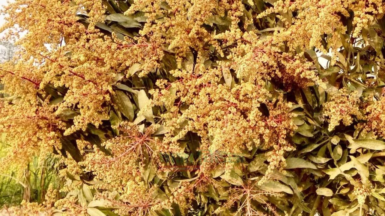  পাঁচবিবিতে আম গাছে হলুদের সমারোহ,বাতাসে ছড়াচ্ছে মৌ মৌ ঘ্রাণ