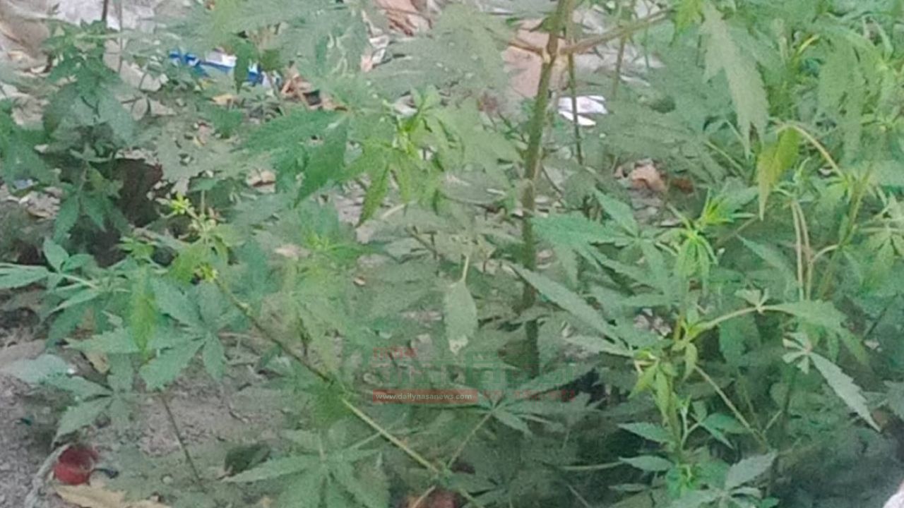 কুষ্টিয়া পোড়াদহ রেলওয়ে থানার পাশেই গাঁজার বাগান স্টেশনে এলাহি কান্ড