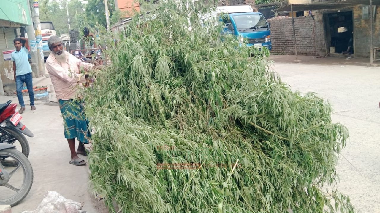 চাঁপাইনবাবগঞ্জে অভিযানে ৫২৬০টি গাজা গাছ উদ্ধার