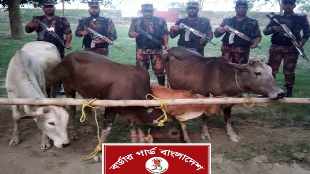 চাঁপাইনবাবগঞ্জ সীমান্তে ৫৩ বিজিবির অভিযানে ৪ ভারতীয় গরু জব্দ