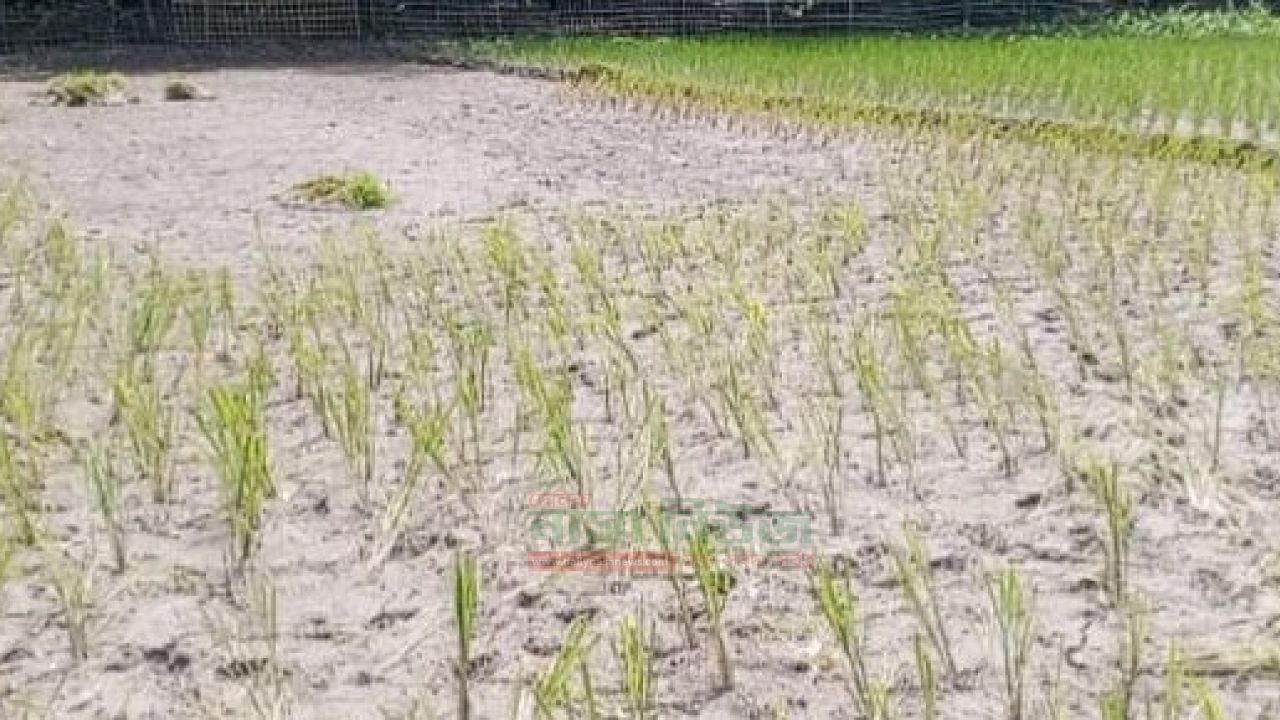 রংপুর সদর উপজেলার খলেয়া লালচাঁদপুরে জমি দখলের চেষ্টা,ধানের চারা উপড়ে ফেলার অভিযোগ